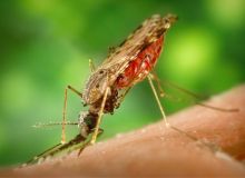 Amid the Pandemic, the Constant Battle Against Malaria