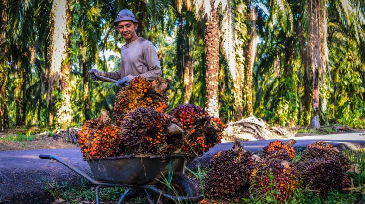 Palm Oil: A Case for Conciliation over Confrontation