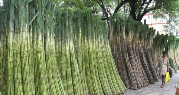 The Plight of the Sugar-Cane Farmers