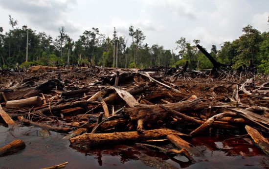 Environmental disaster: The remnants of deforestation in Central Kalimantan (Credit: Achmad Ibrahim/CIFOR)