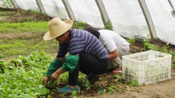 Food Safety, Political Legitimacy, and Community in China