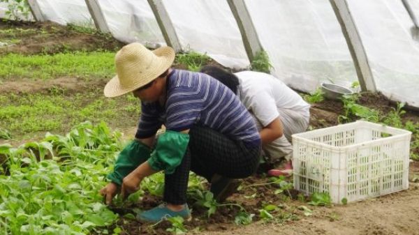 Food Safety, Political Legitimacy, and Community in China