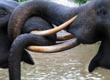 Elephantine Efforts to Protect the Elephant