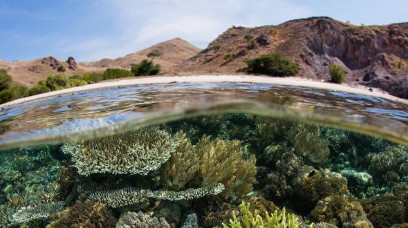 The New Global Biodiversity Framework and the Sixth Mass Extinction: What is at Stake