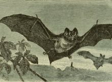 Don’t Victimize the Bats