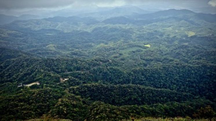 Restoring Forests the Natural Way: The Best Bargain Ever