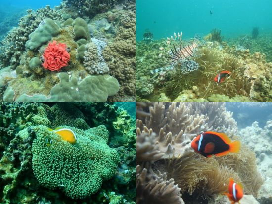 Coral kaleidoscope off Cham Island: The waters of the East Sea or the South China Sea have become a focal point of geopolitical tension and potential ecological disaster (Credit: Le Xuan Ai)
